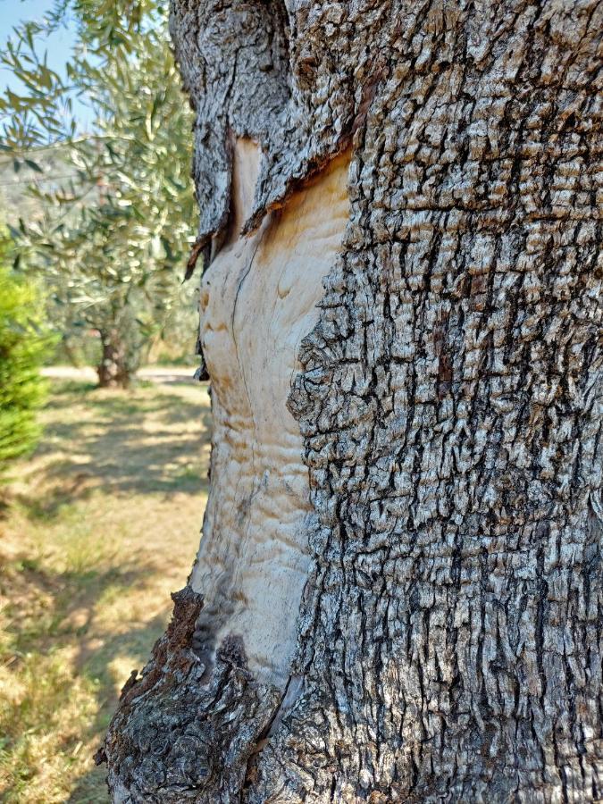 וילה The Cocoon And Olives Hut *