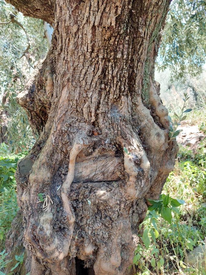 The Cocoon And Olives Hut *