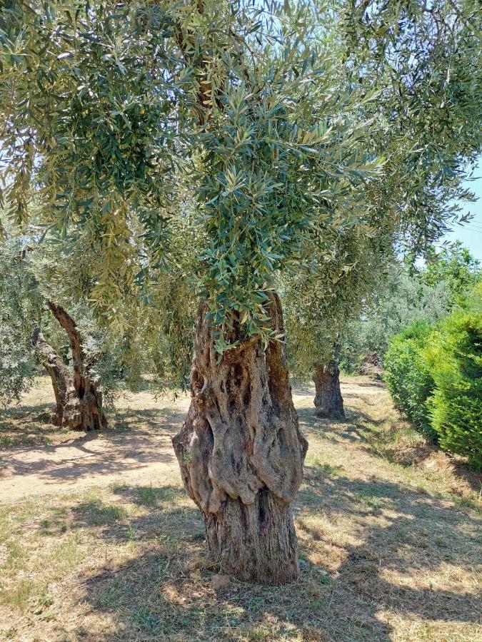 The Cocoon And Olives Hut * Koropi